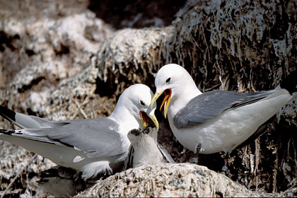 Kittiwake at nest