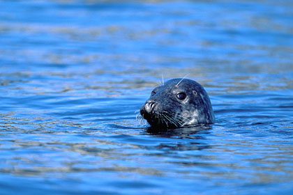 Grey Seal