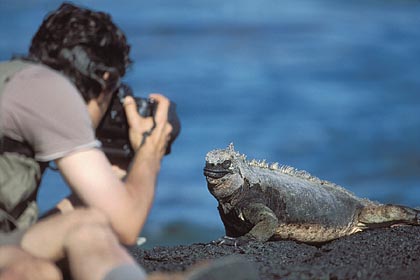 Taking pictures of Marine Iguana...