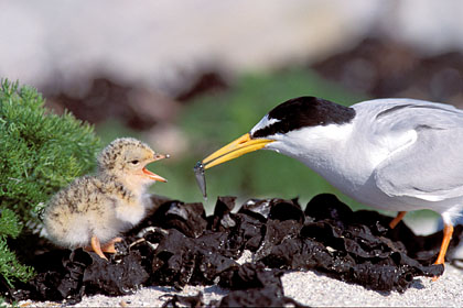 Sterne naine. Nourrissage d'un poussin