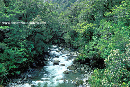 Torrent sauvage en forêt primaire / Fiordland